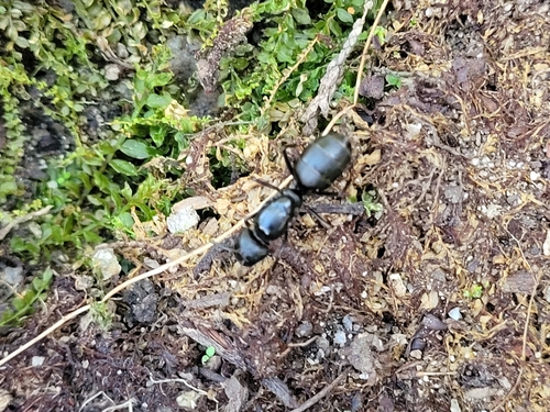 Japanese Carpenter Ant — 7