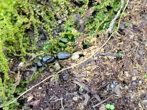 Japanese Carpenter Ant — 8
