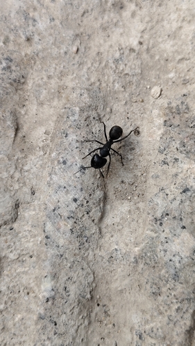 Japanese Carpenter Ant — 9