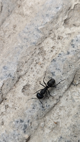 Japanese Carpenter Ant — 10
