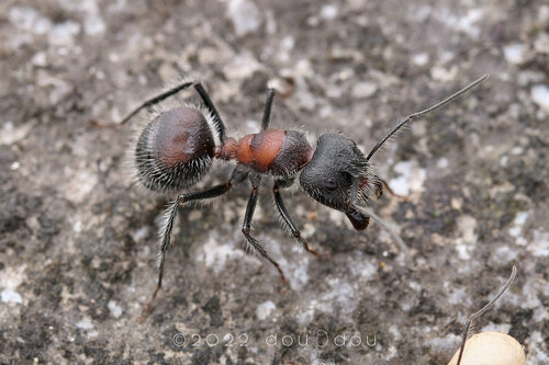 Camponotus mutilarius — 1