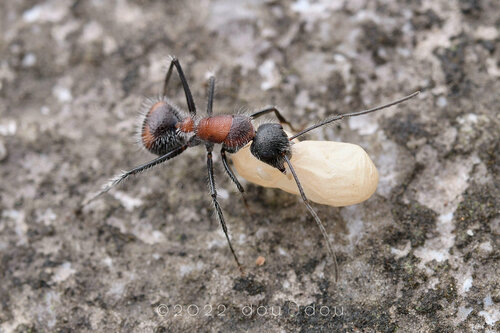 Camponotus mutilarius — 3