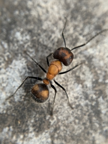 Camponotus mutilarius — 7