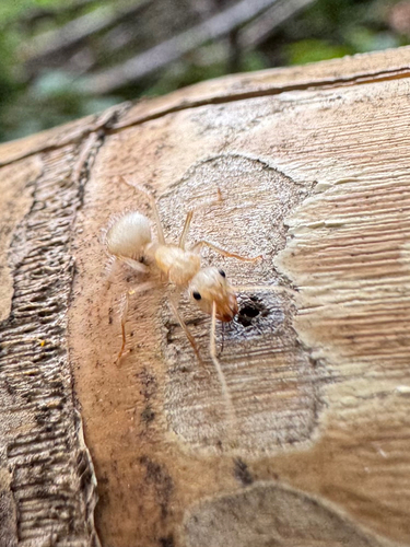 Camponotus mutilarius — 10