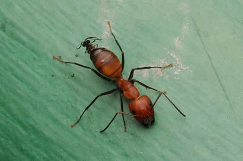 Nicobar Carpenter Ant — 1