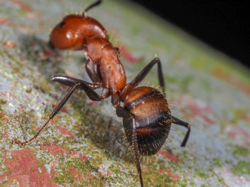 Nicobar Carpenter Ant — 2