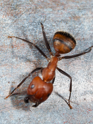 Nicobar Carpenter Ant — 3