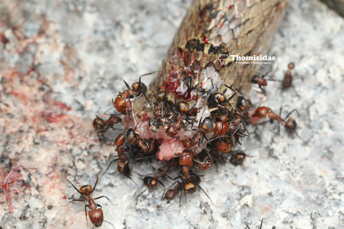 Nicobar Carpenter Ant — 7