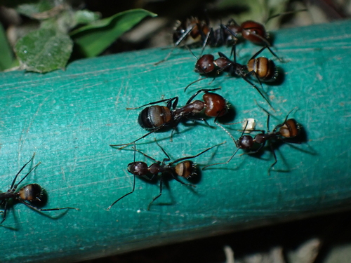 Nicobar Carpenter Ant — 9