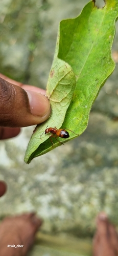 Nicobar Carpenter Ant — 10