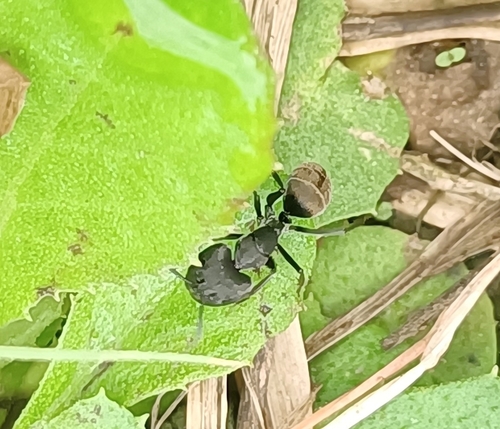 Camponotus parius — 1