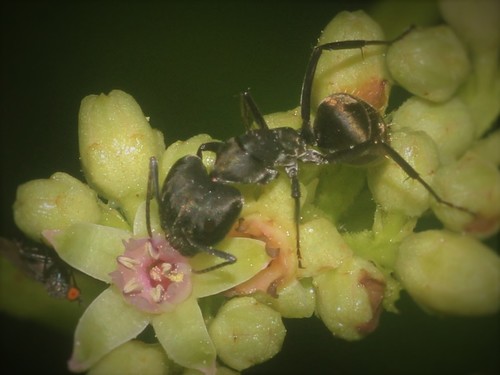 Camponotus parius — 4