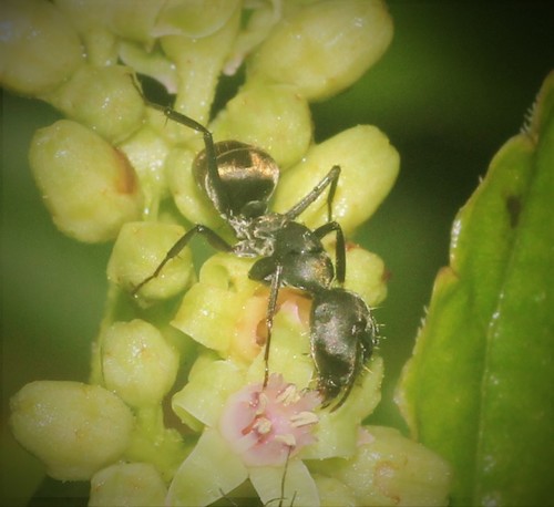 Camponotus parius — 5