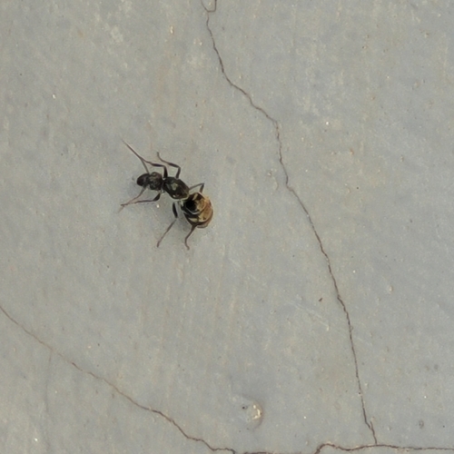 Camponotus parius — 6