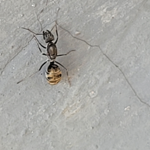 Camponotus parius — 8