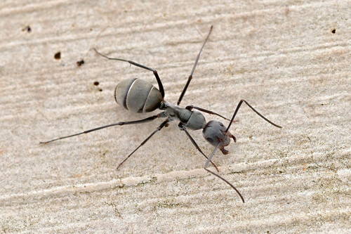 Camponotus parius — 10