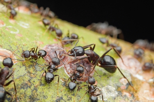 Camponotus rufifemur — 2