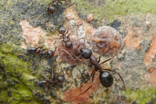 Camponotus rufifemur — 4