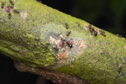 Camponotus rufifemur — 5