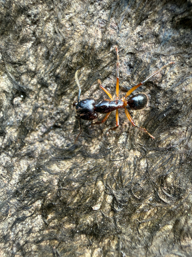 Camponotus rufifemur — 7