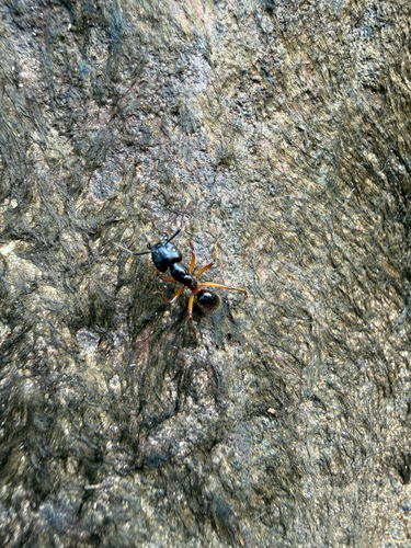 Camponotus rufifemur — 8
