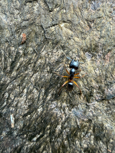 Camponotus rufifemur — 9