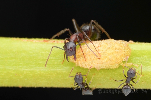 Camponotus rufifemur — 10