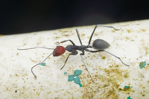 Camponotus singularis — 3