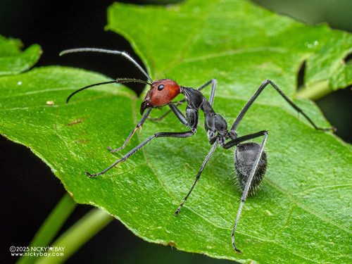 Camponotus singularis — 4