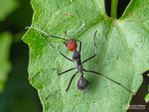 Camponotus singularis — 5