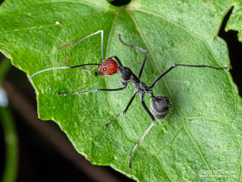 Camponotus singularis — 6