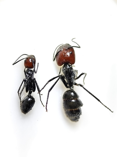 Camponotus singularis — 8