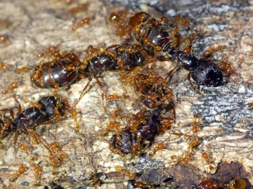 Carebara affinis — 2