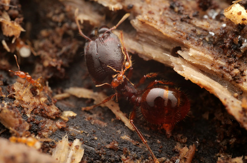 Carebara affinis — 10