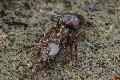 Asian Marauder Ant — 2