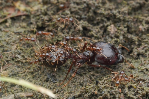 Asian Marauder Ant — 3
