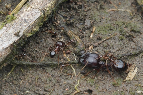 Asian Marauder Ant — 4