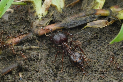Asian Marauder Ant — 5