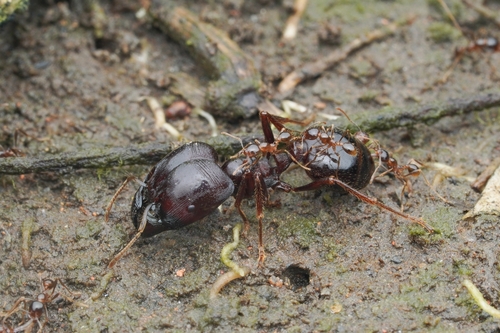 Asian Marauder Ant — 6