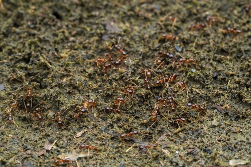 Asian Marauder Ant — 9