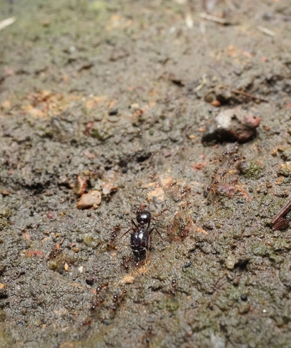 Asian Marauder Ant — 10