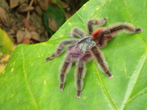 Antilles Pinktoe Tarantula — 4