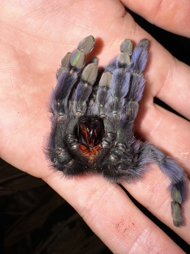 Antilles Pinktoe Tarantula — 10