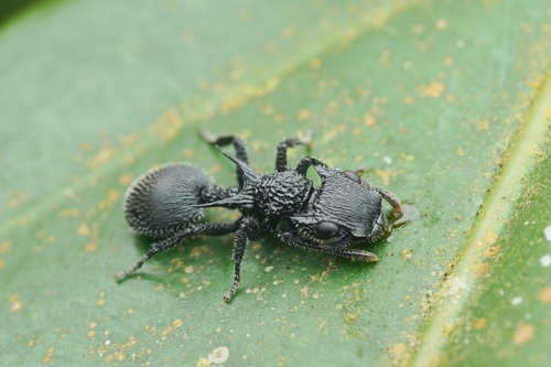 Shield Ant à Cornes — 2