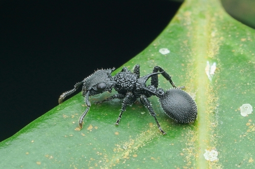 Shield Ant à Cornes — 3