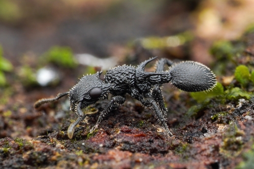 Shield Ant à Cornes — 8