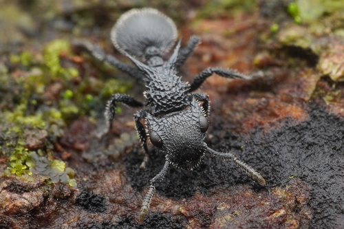 Shield Ant à Cornes — 9