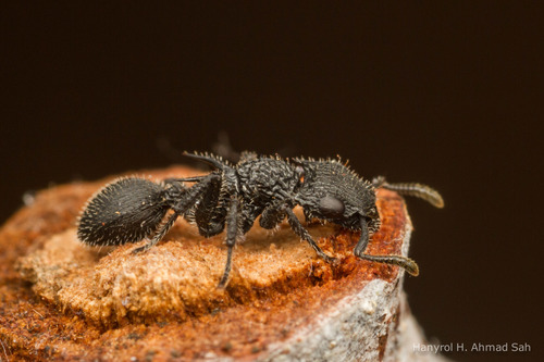 Shield Ant à Cornes — 10