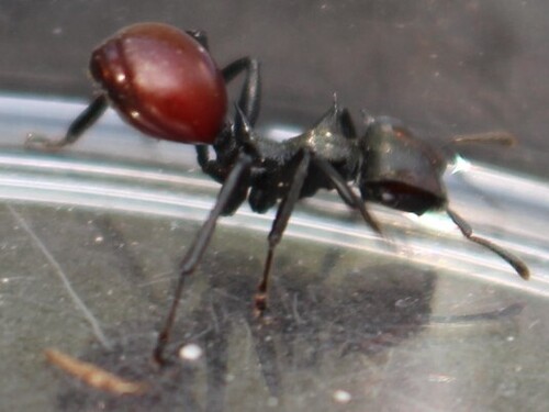 Common Giant Turtle Ant — 1