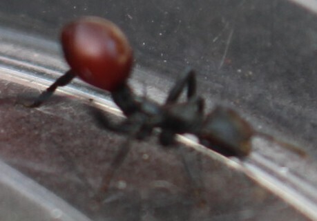 Common Giant Turtle Ant — 4